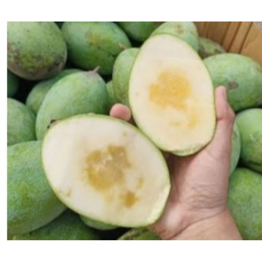 Mangga harum manis, Mangga Manalagi, Mangga madu 1 Kg