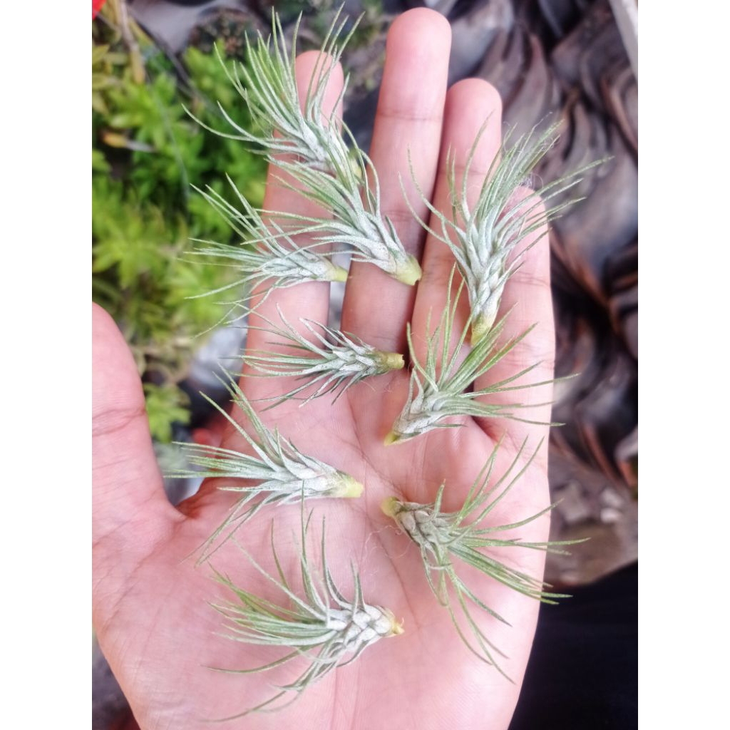 Tillandsia Funckiana Recurvivolia anakan sudah stabil