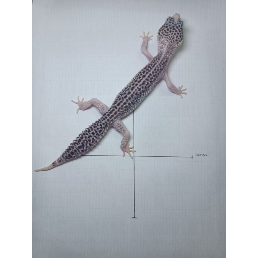GECKO PIED FEMALE ( LINE SUPER PIED )