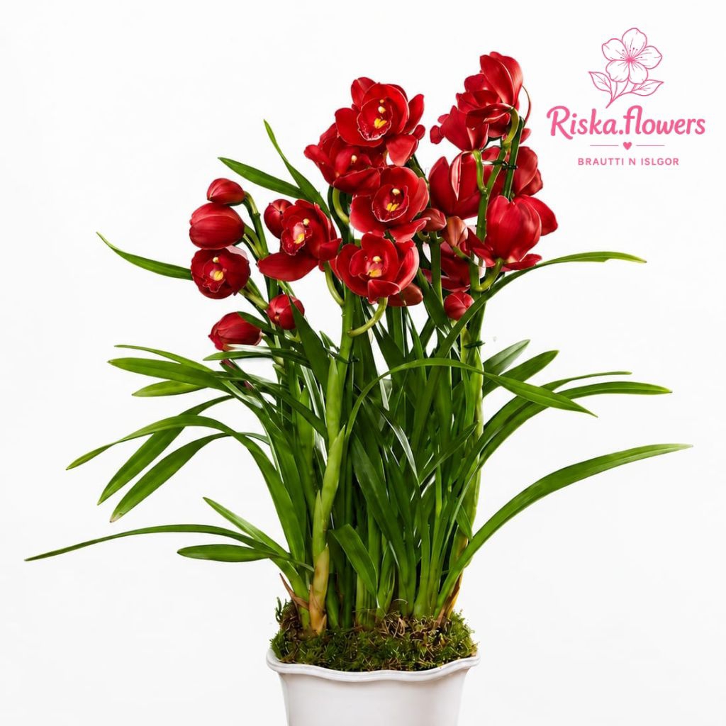 TERMURAHH TERBARUU TANAMAN HIAS CYMBIDIUM MERAH