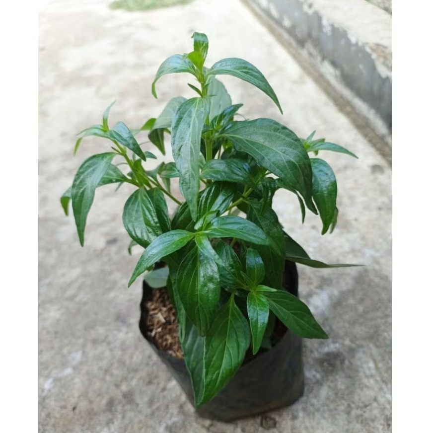 Pohon Sambiloto/ Tanaman Herbal Sambiloto/ Pohon Obat Sambiloto/ Tanaman Herbal Sambiloto/ Pohon Sam