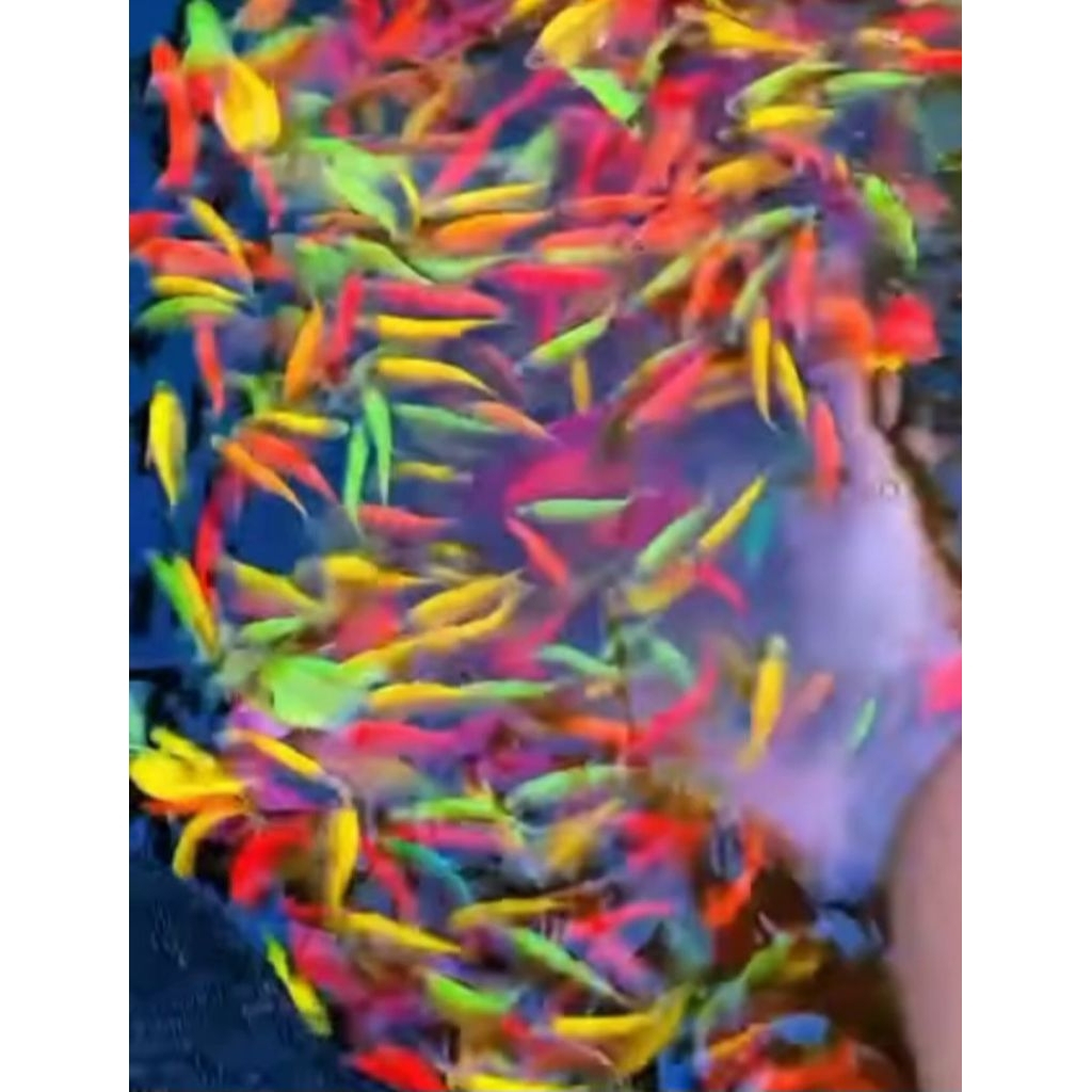 ikan glofish