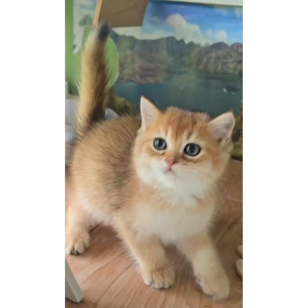 BSH golden jantan