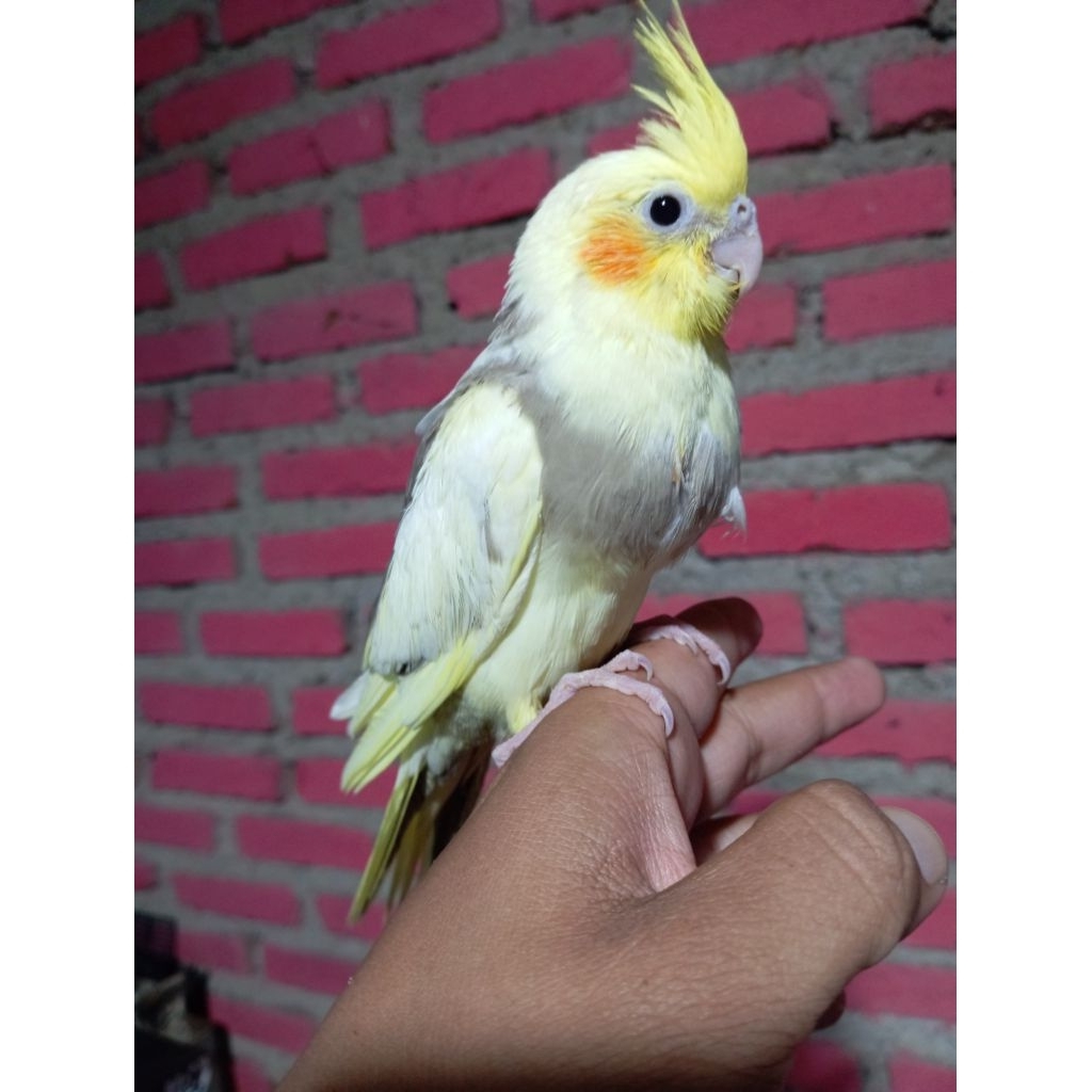 BURUNG FALK