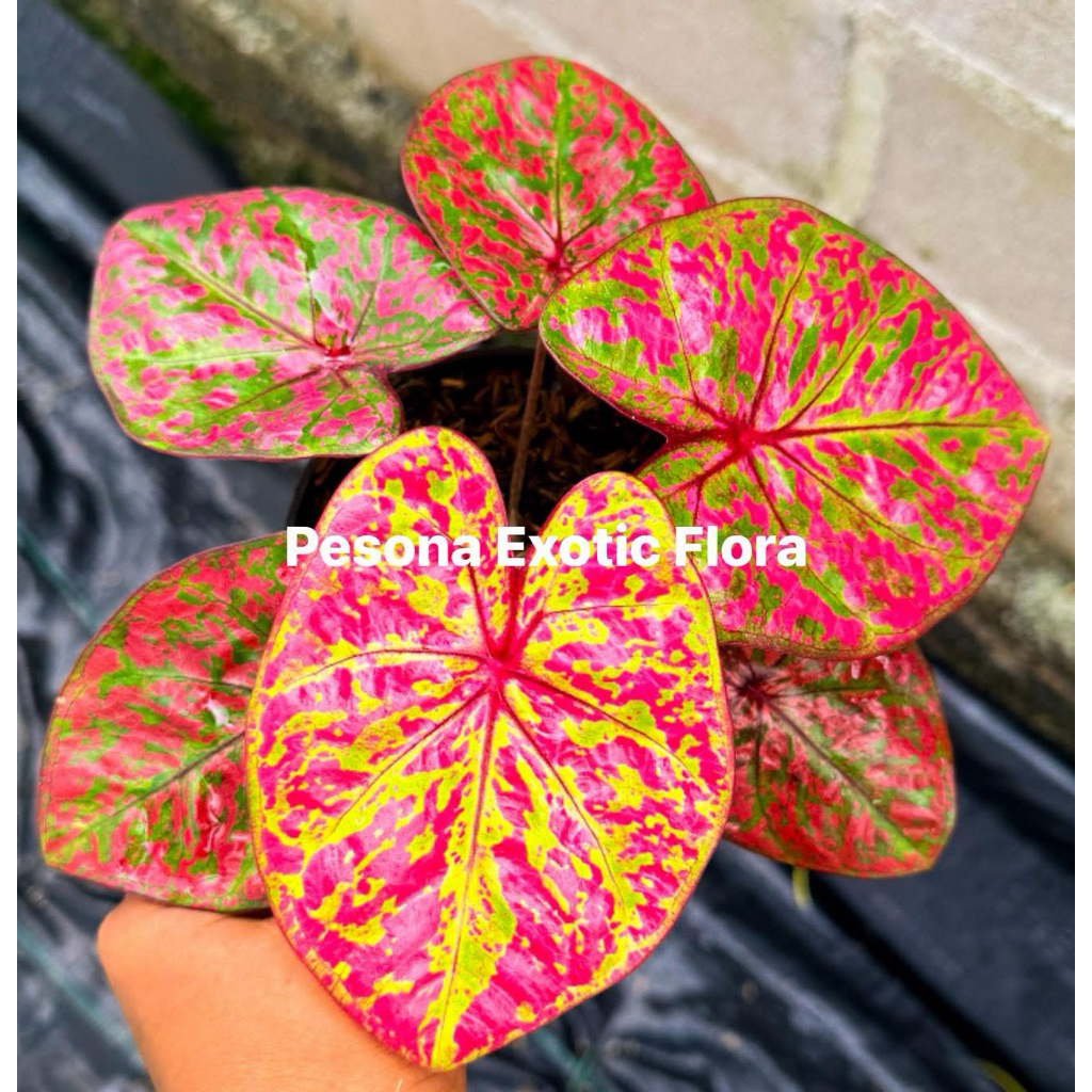 Caladium Ladytiger import Thailand