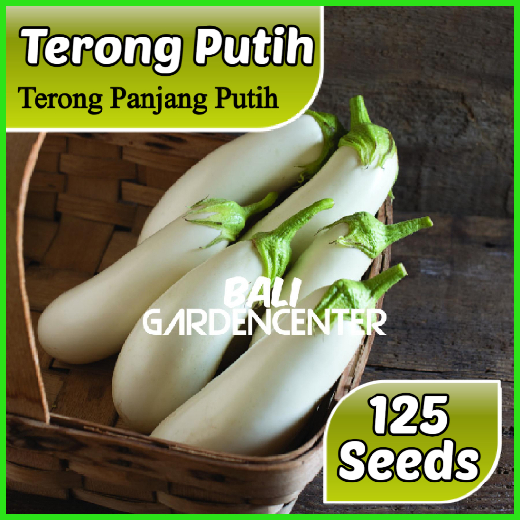 Isi 125 Benih Biji Terong - Terong Panjang Putih