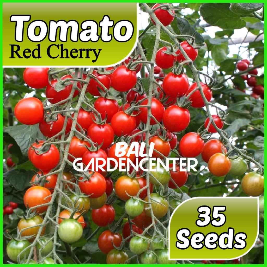 Isi 35 Benih Biji Tomat Cherry - Tomato Red Cherry