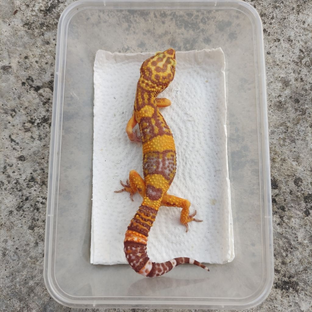 MAINAN ANAK GECKO DEWASA_TREMPER EMERINE_MALE