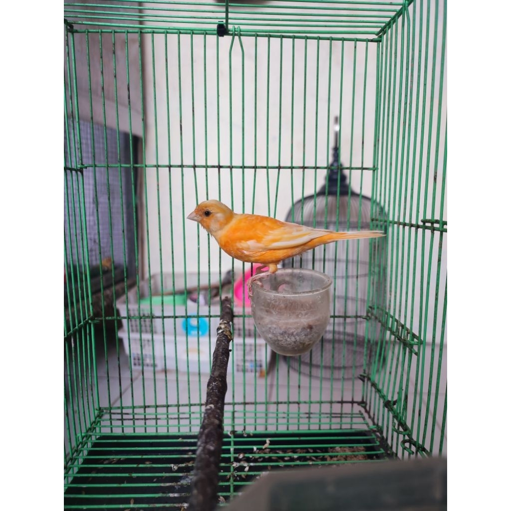 kenari betina merlok perawan
