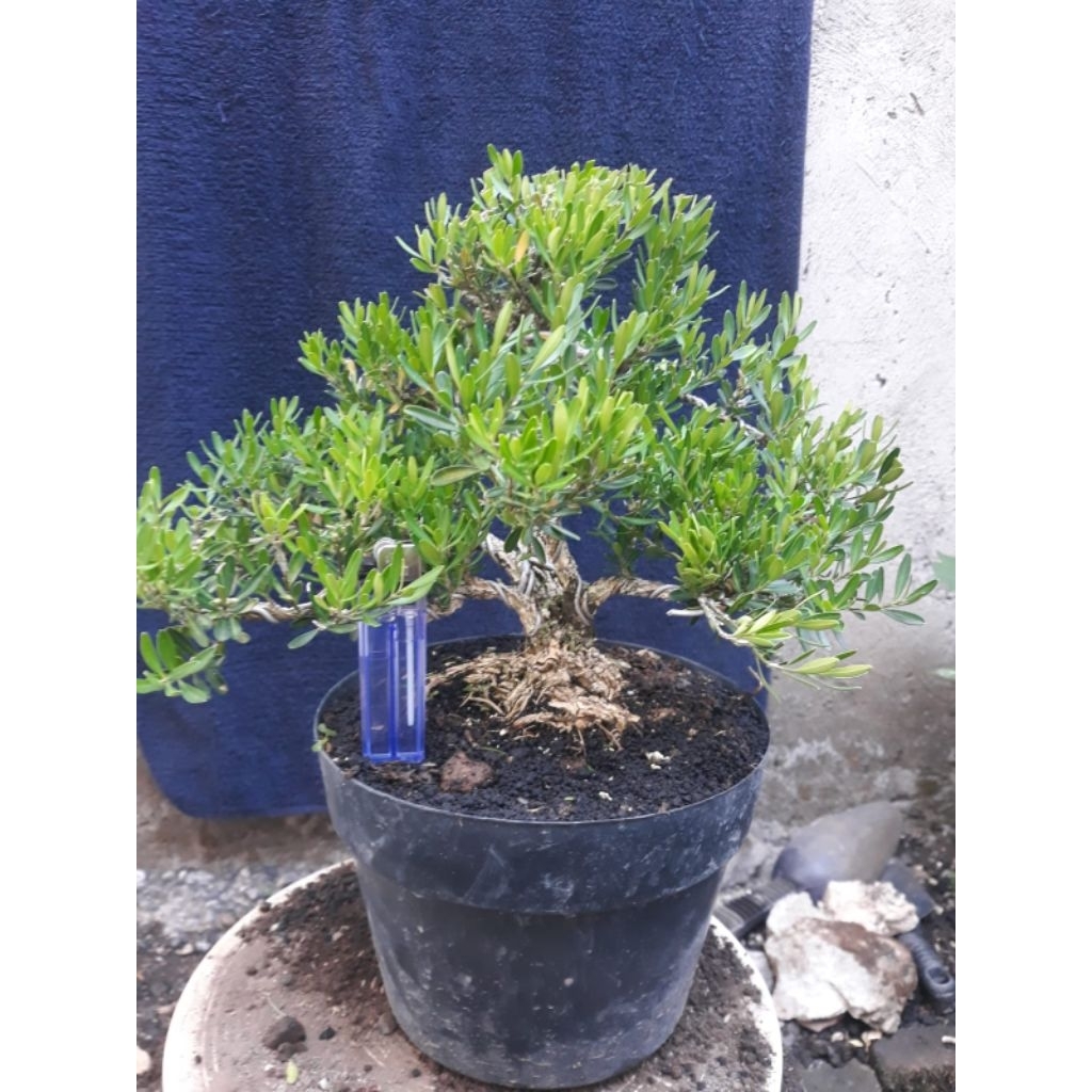 Bonsai Boxus Herlandi Siap Pajang Real Pict