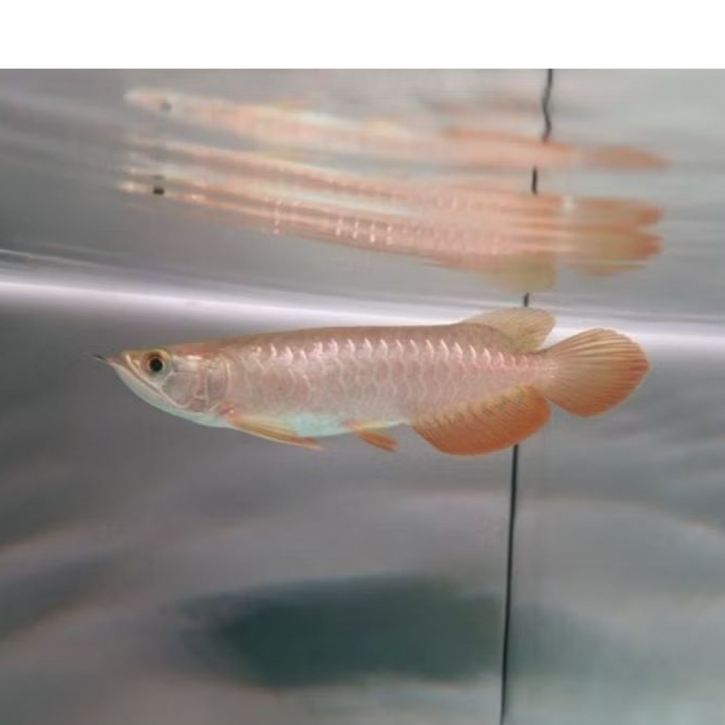 ARWANA GOLDEN RED HB SIZE 15CM UP SERTIFIKAT+CHIP LENGKAP