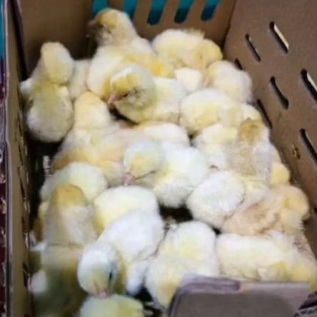 [PROMO] 50 ekor DOC ayam broiler ayam pedaging super