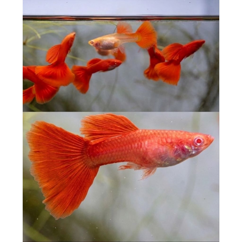GUPPY_AFR_INDUKAN