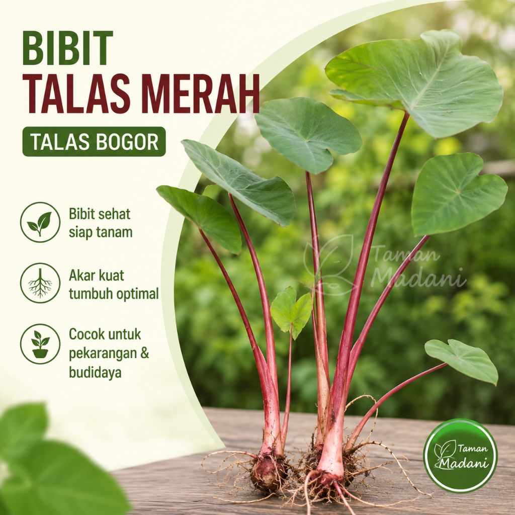 Talas Bogor. Bibit Talas Bogor. Bibit Talas Merah. Bibit Talas Berkualitas Siap Tanam.