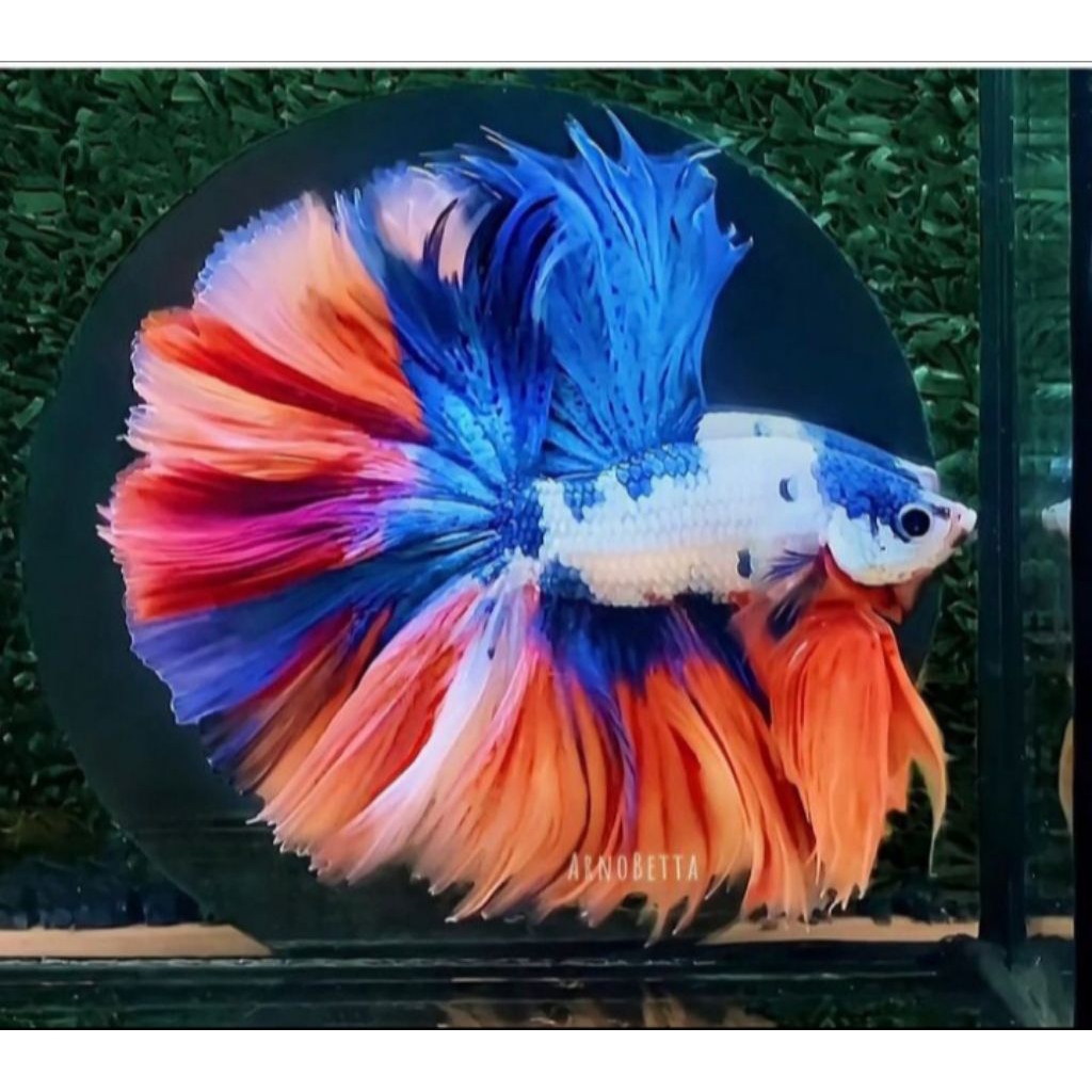 Cupang Halfmoon Multicolor Kualitas Top Grade