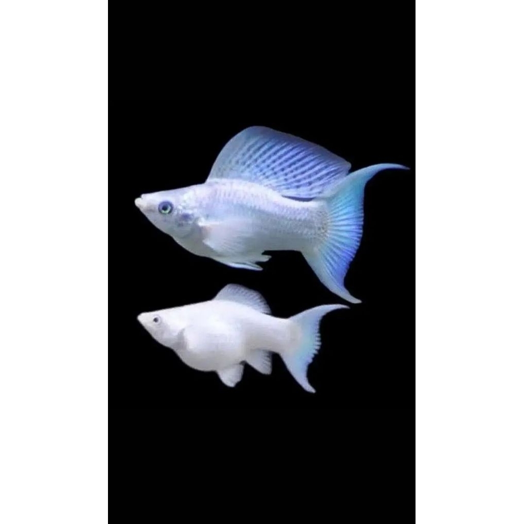 Ikan Molly Platinum Sepasang Cawang, Warna Cerah dan Mudah Dirawat