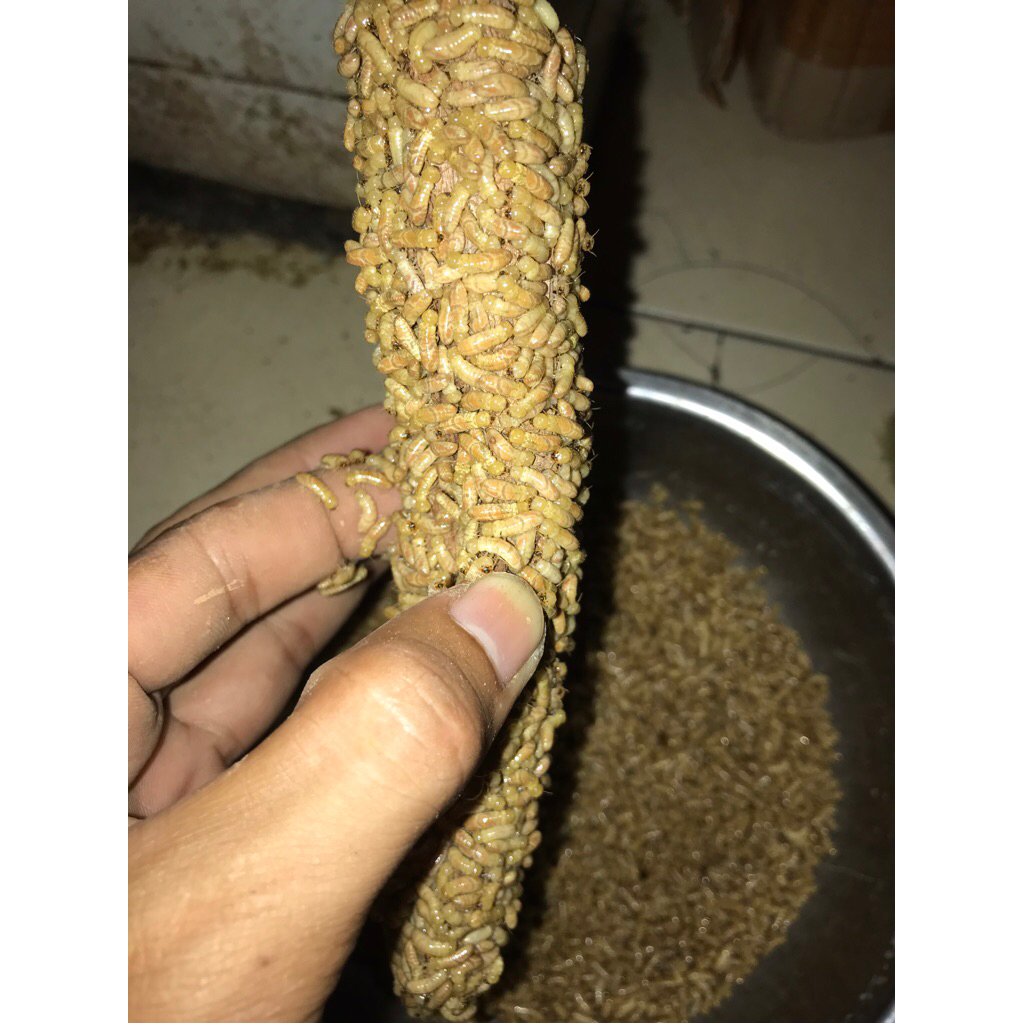 poa/rayap/warangas/bajra umpan mancing 100ML