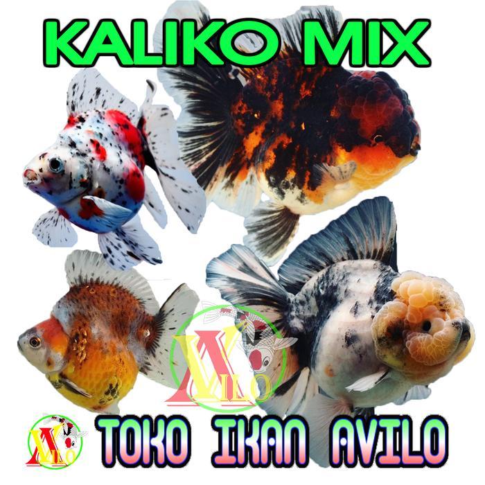 ojek ikan hias mas koki Oranda kaliko pancawarna size SEDANG 5 - 6 cm ikan jambul
