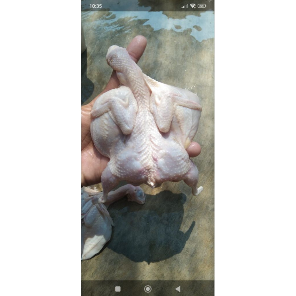 Karkas Puyuh segar isi 5 ekor