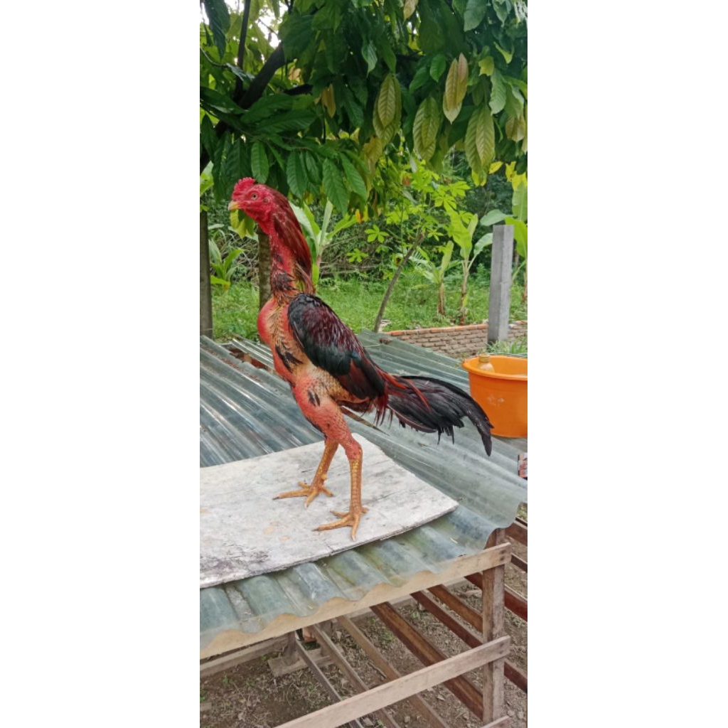 Ayam jago Bangkok Selatan X Mangon