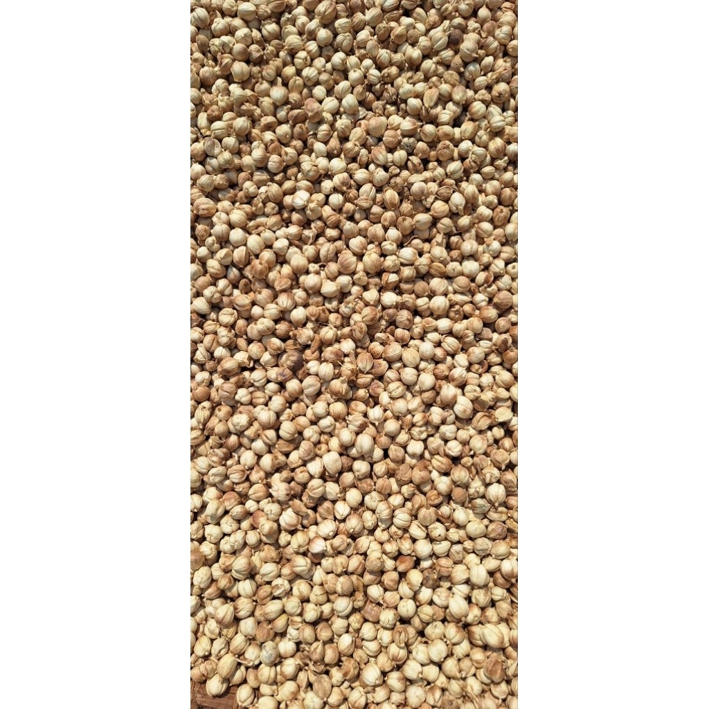 Kapulaga/Kapulaga Jawa/Kapulaga Lokal/Cardamom
