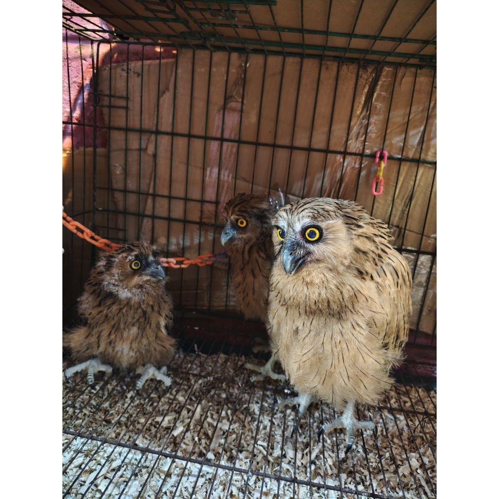 BURUNG HANTU BUFFY FISH OWL