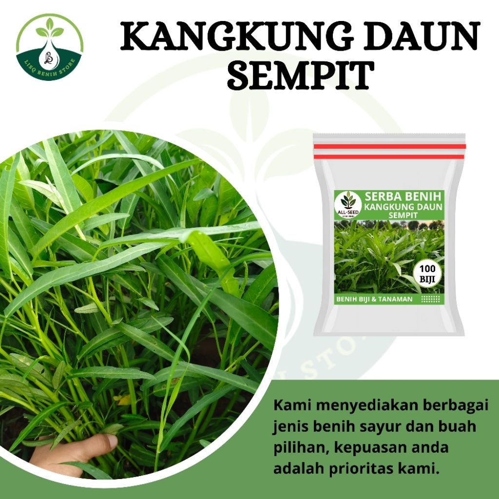 { 100 BIJI } Benih kangkung daun sempit / bibit kangkung / kangkung hidroponik