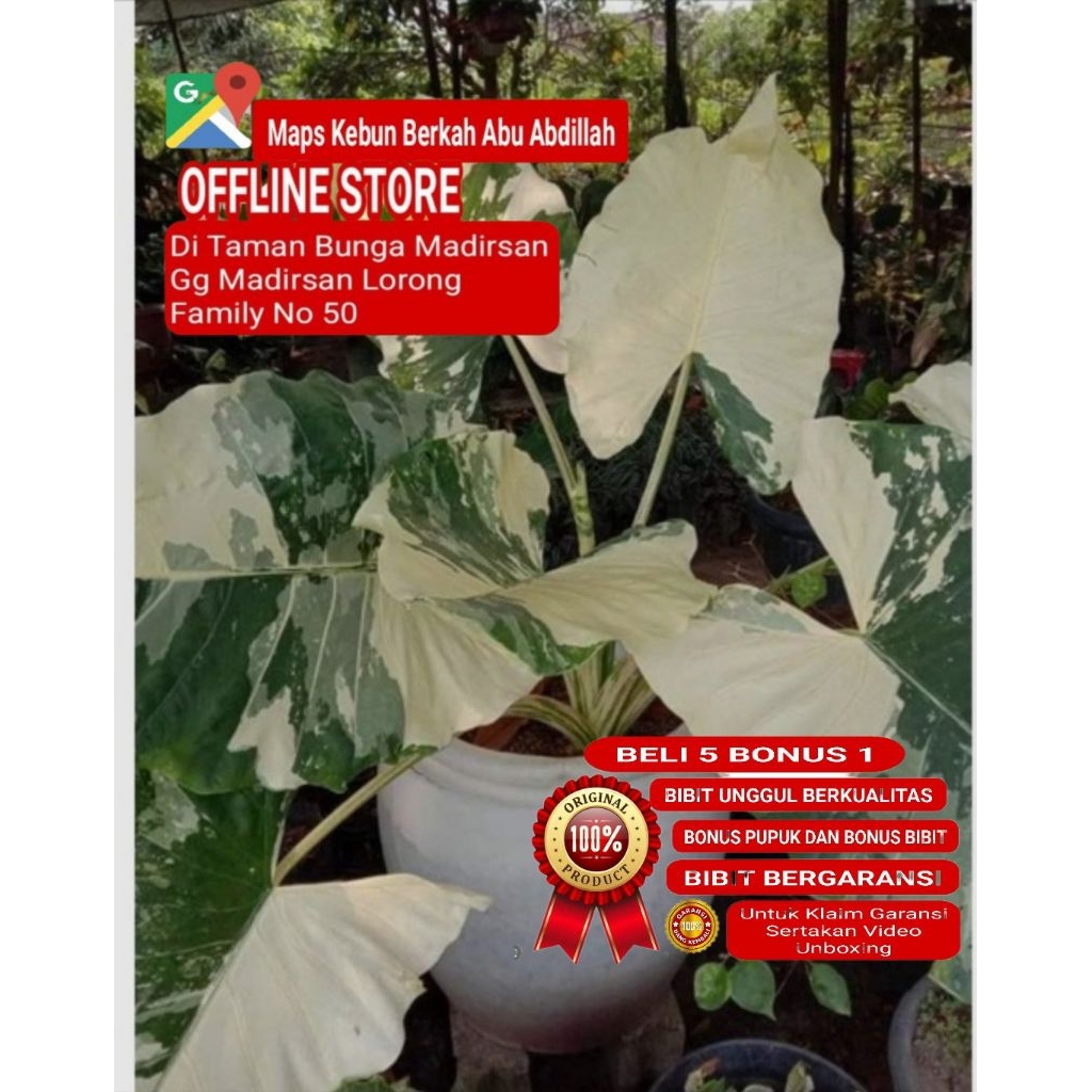 Tanaman Hias Alocasia Sente Varigata/ Lompong Putih