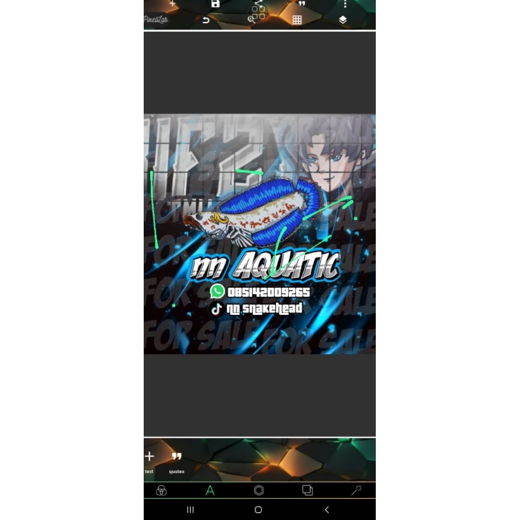 stiker palmas albino sz 10-11 cm