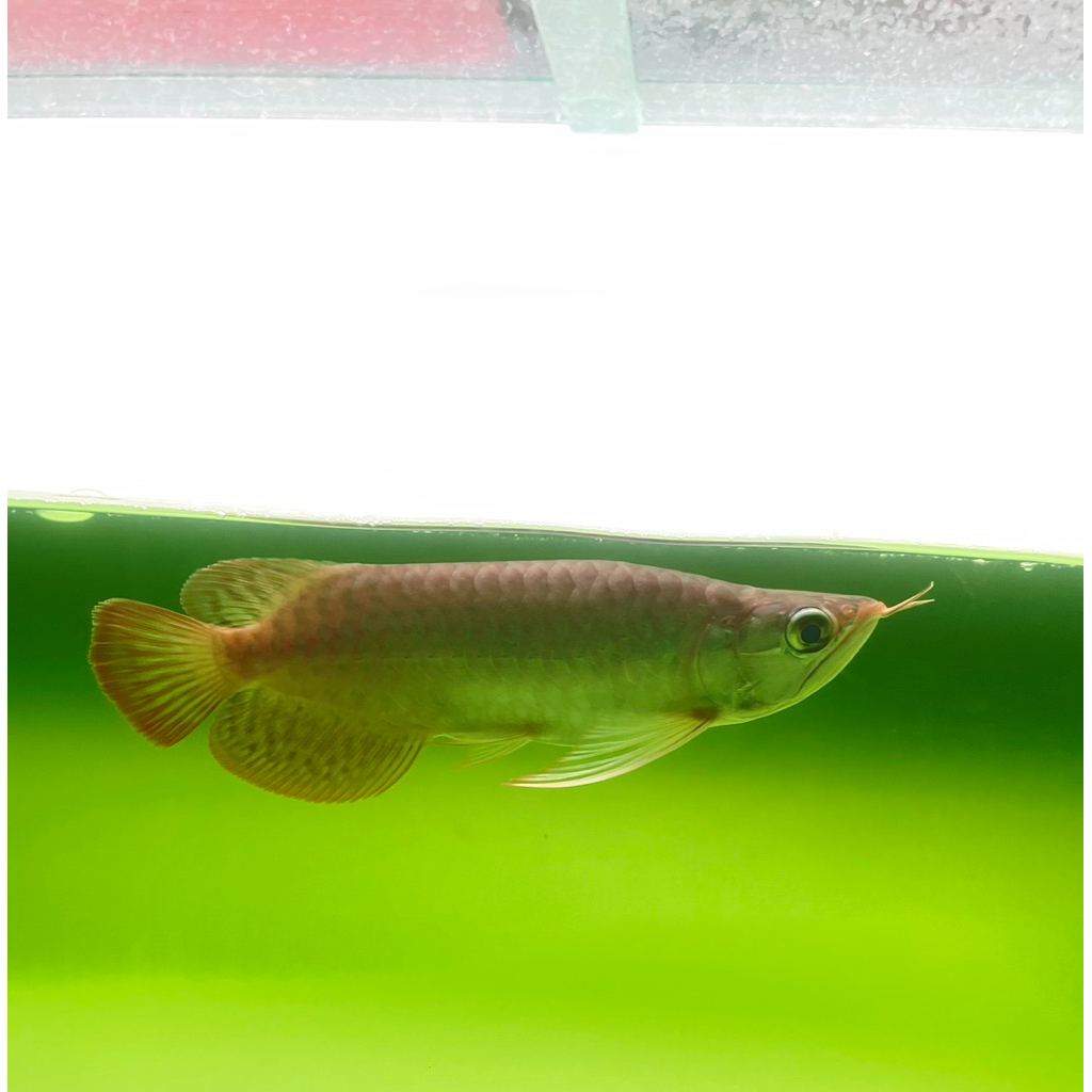 Super Red Arowana/Arwana – Semi King (Mulus Special)