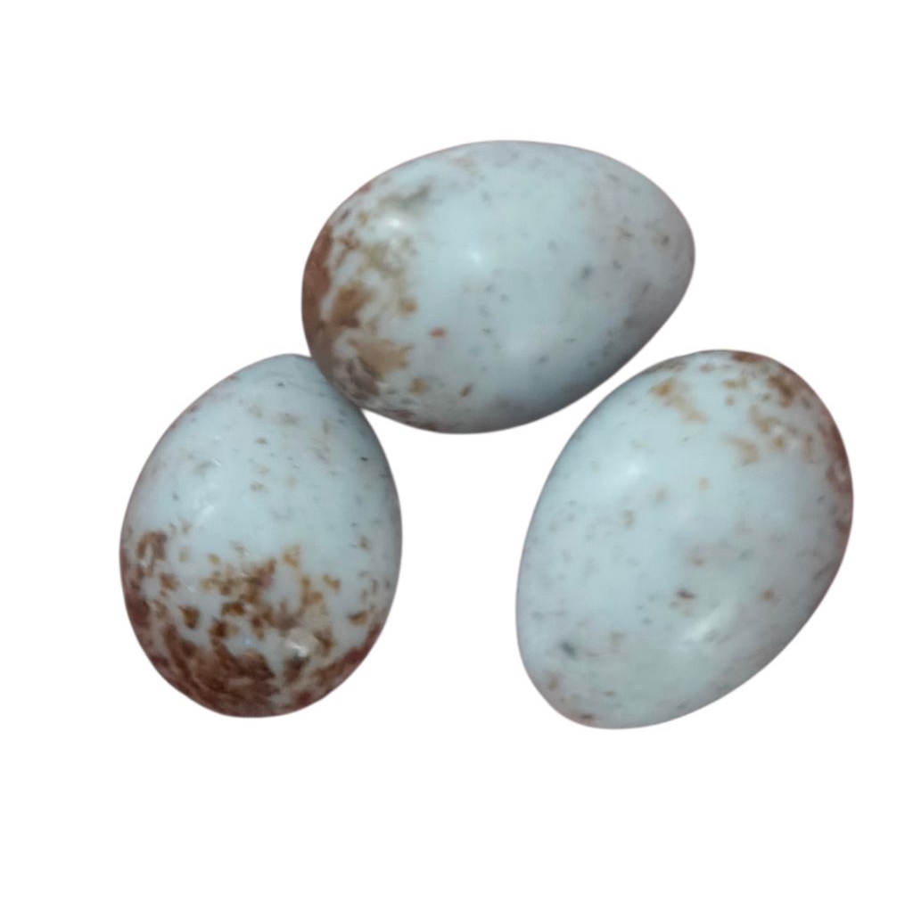 Dummy Egg/ TELUR PALSU/IMITASI Burung Murai Batu