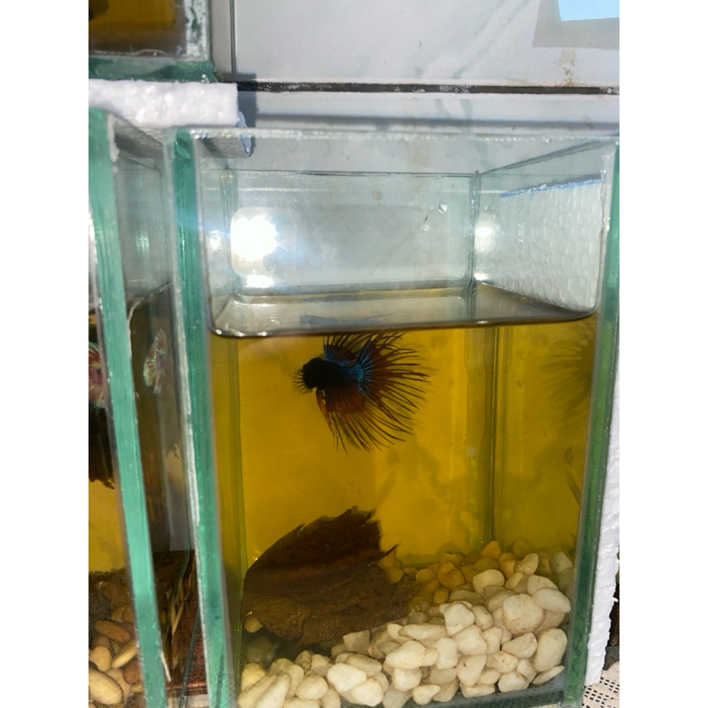cupang crowntail realpict