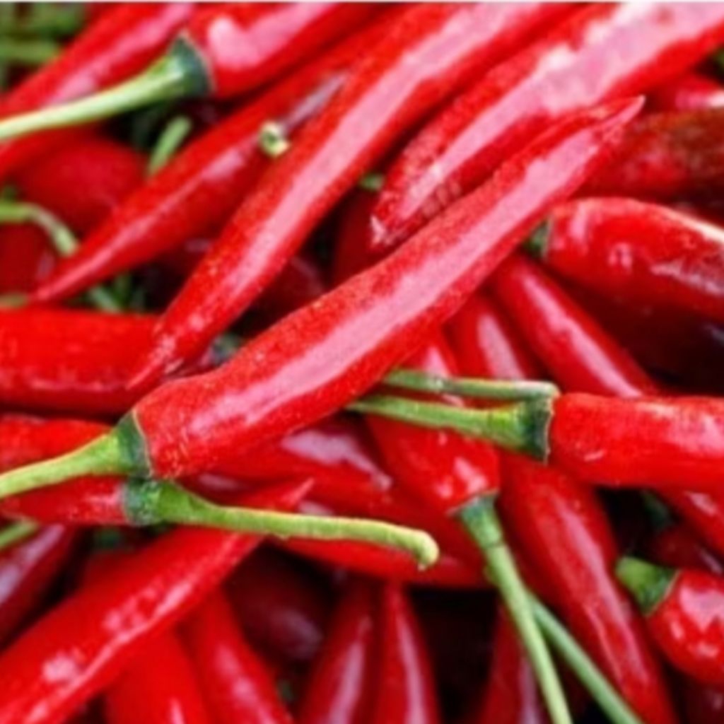 BIJI / BENIH CABE MERAH BESAR HIBRIDA