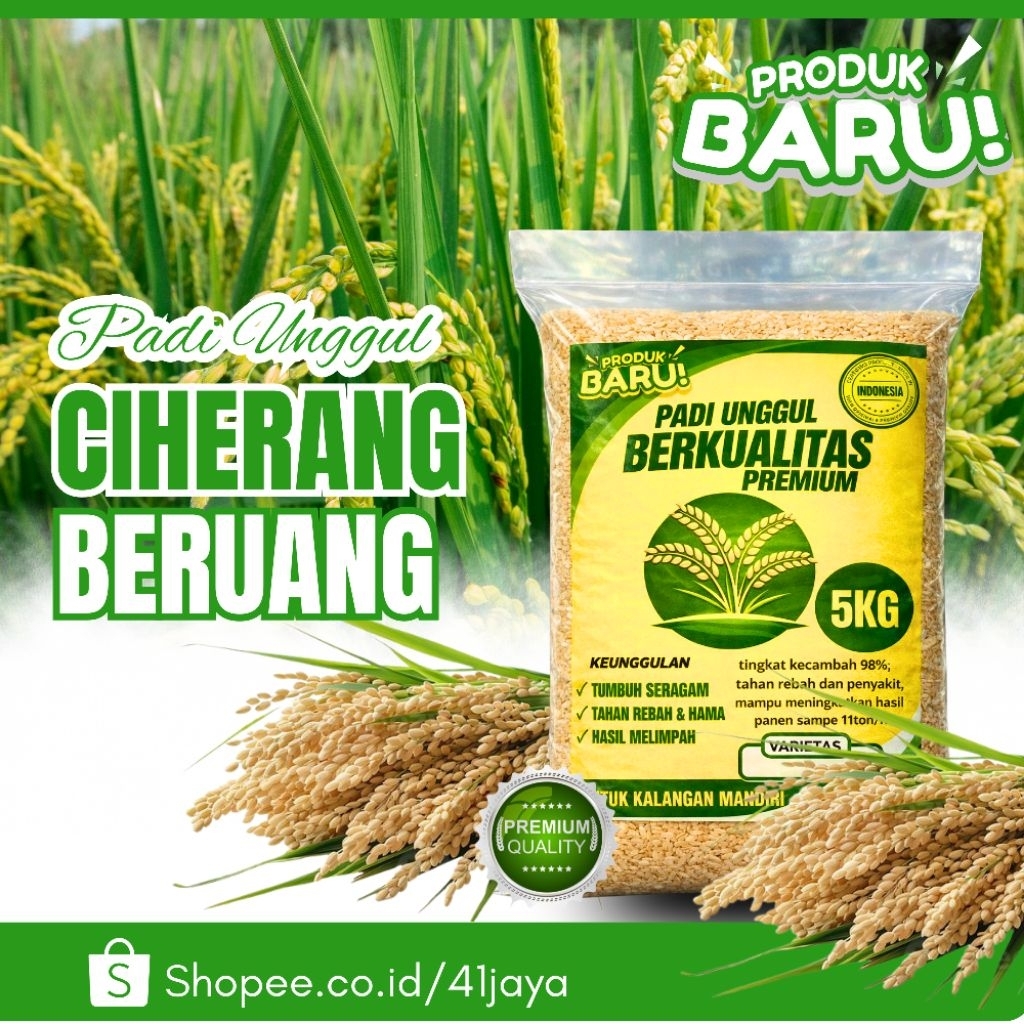Benih padi CIHERANG BERUANG 5kg premium