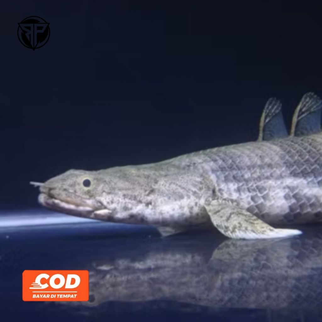 ENDLICHERI Ikan Palmas Hiasan Aquarium Tankmate Predator Polypterus Endlicheri