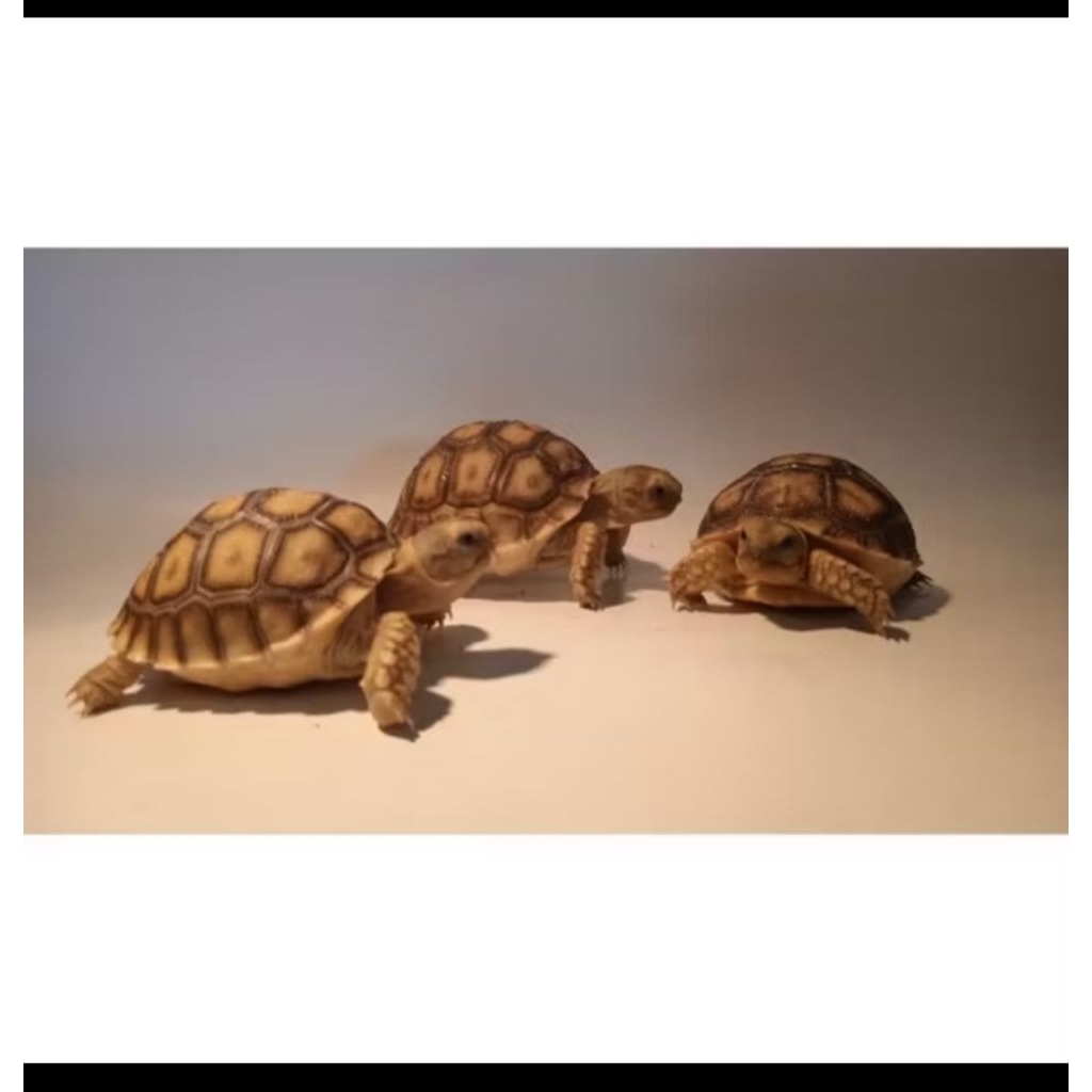 SULCATA TORTOISE LINCAH/SULKATA BABY ±5CM