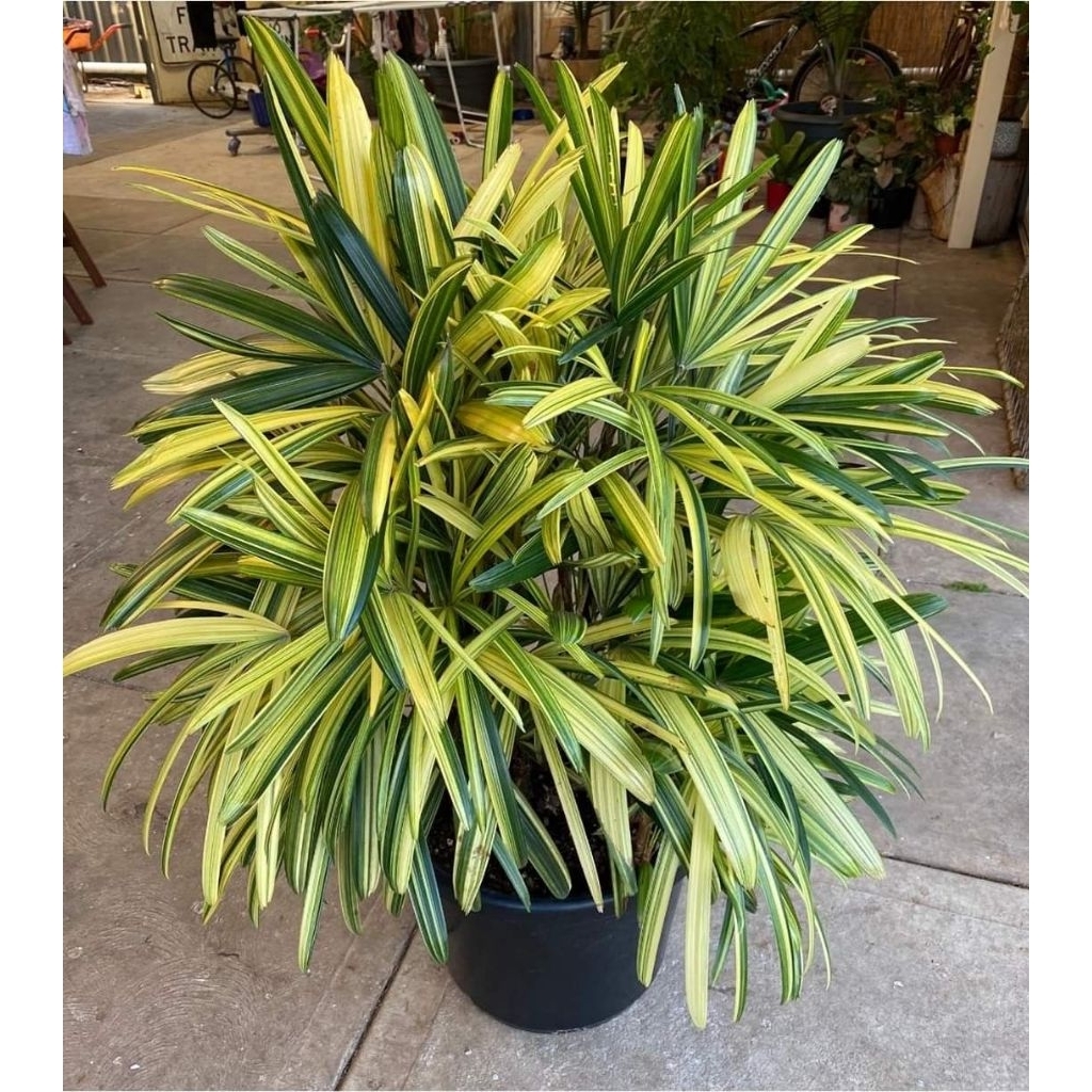 tanaman hias palem regu variegata / Rhapis excelsa variegata