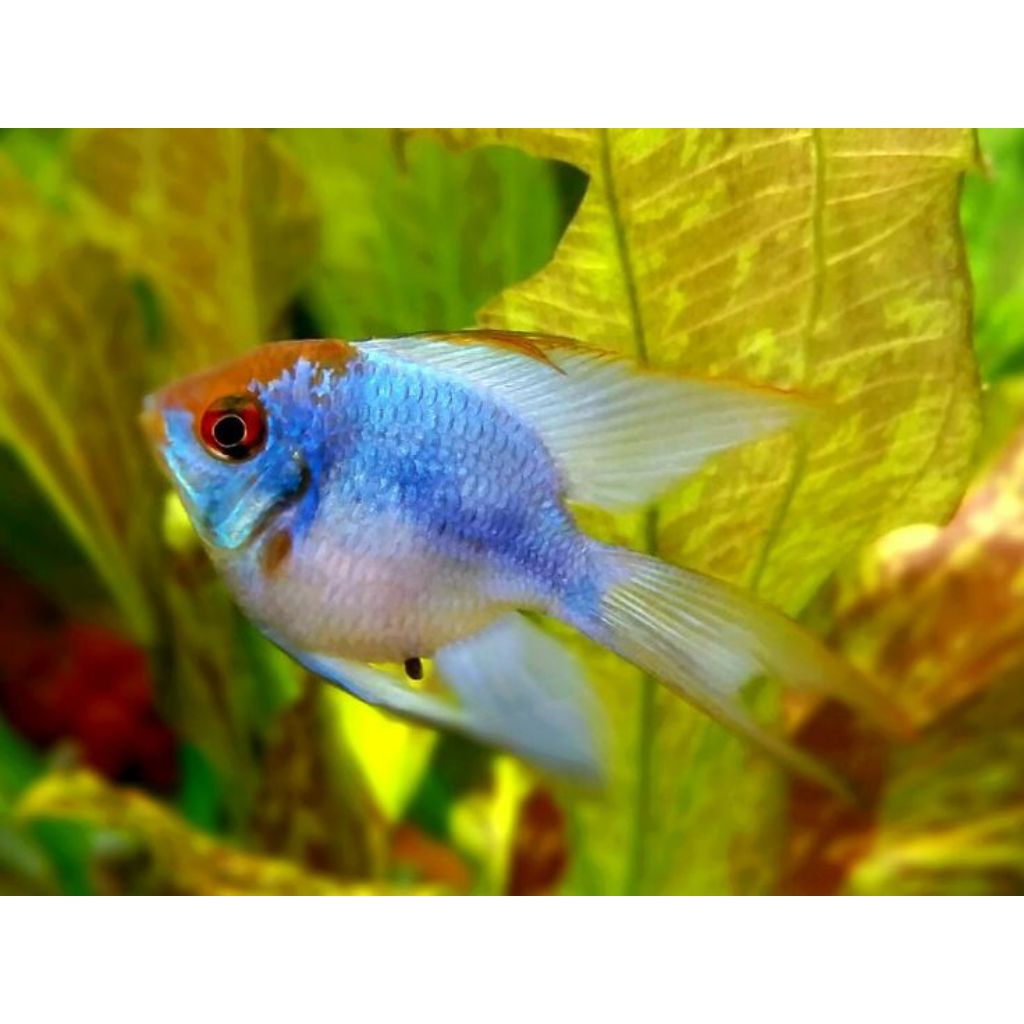 ikan ramirezi blue electric balon slayer