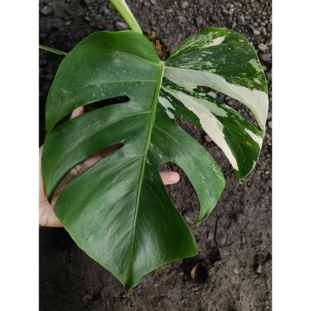 Monstera Variegata / Monvar / Monvar Ekonomis