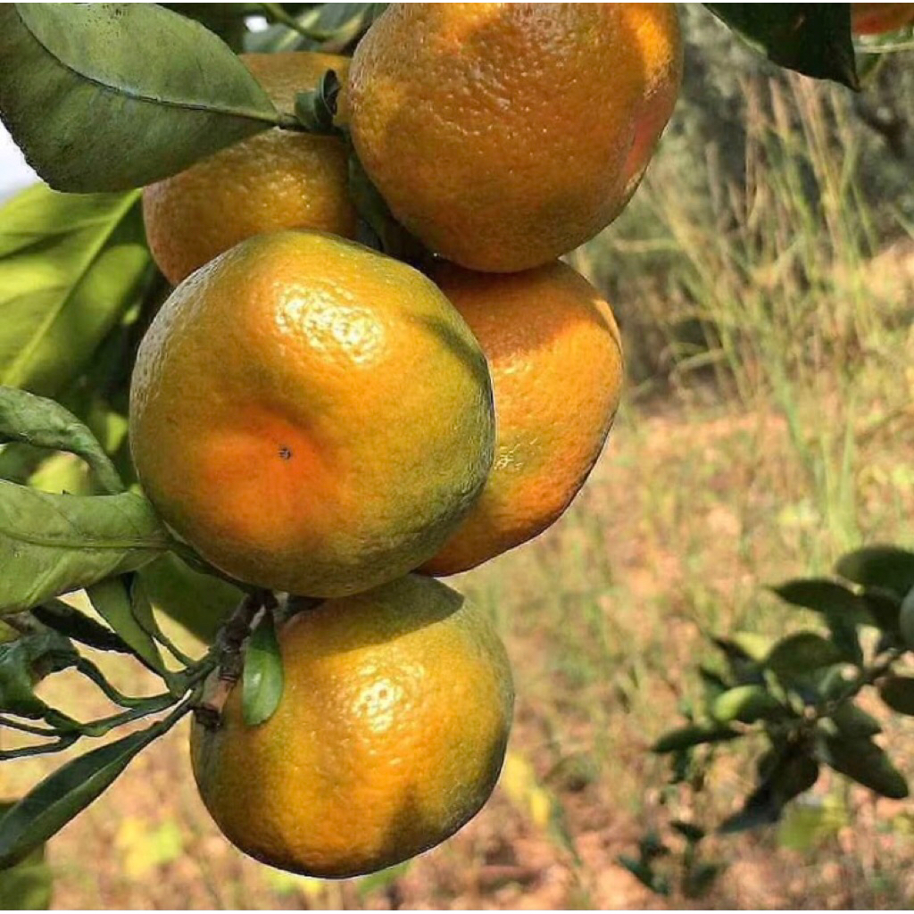 Pohon limau/jeruk manis kalimantan cangkokan