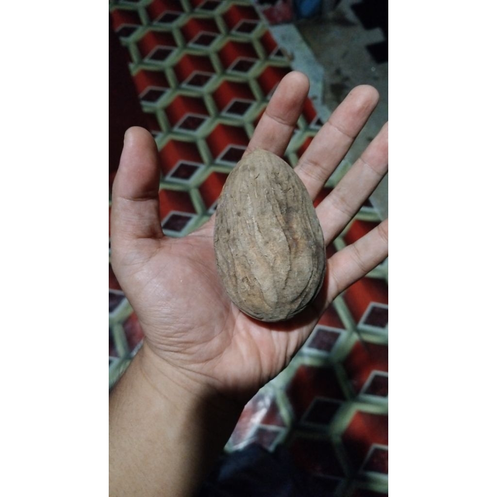 buah ulin kalimantan