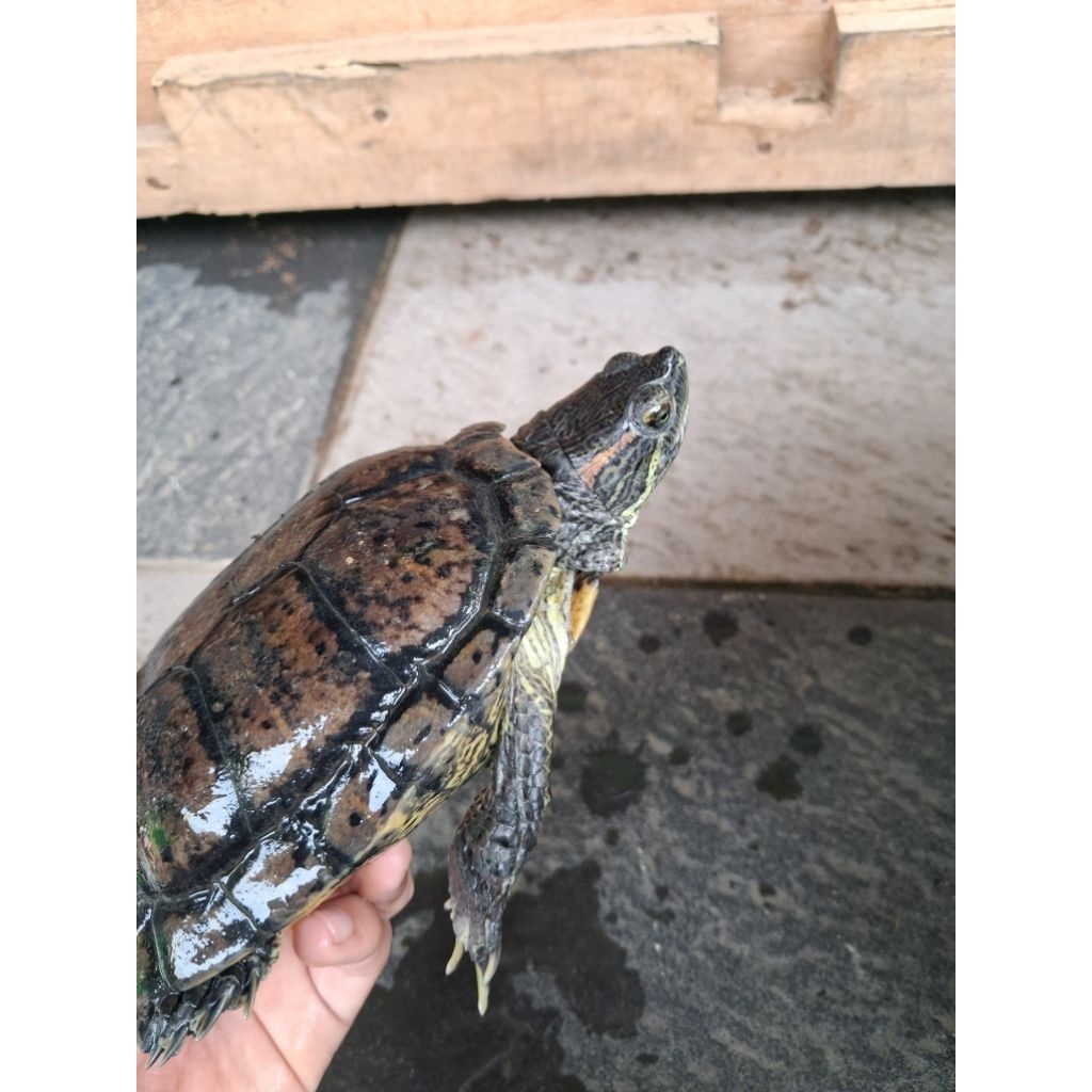 kura kura brazil indukan jantan no minus