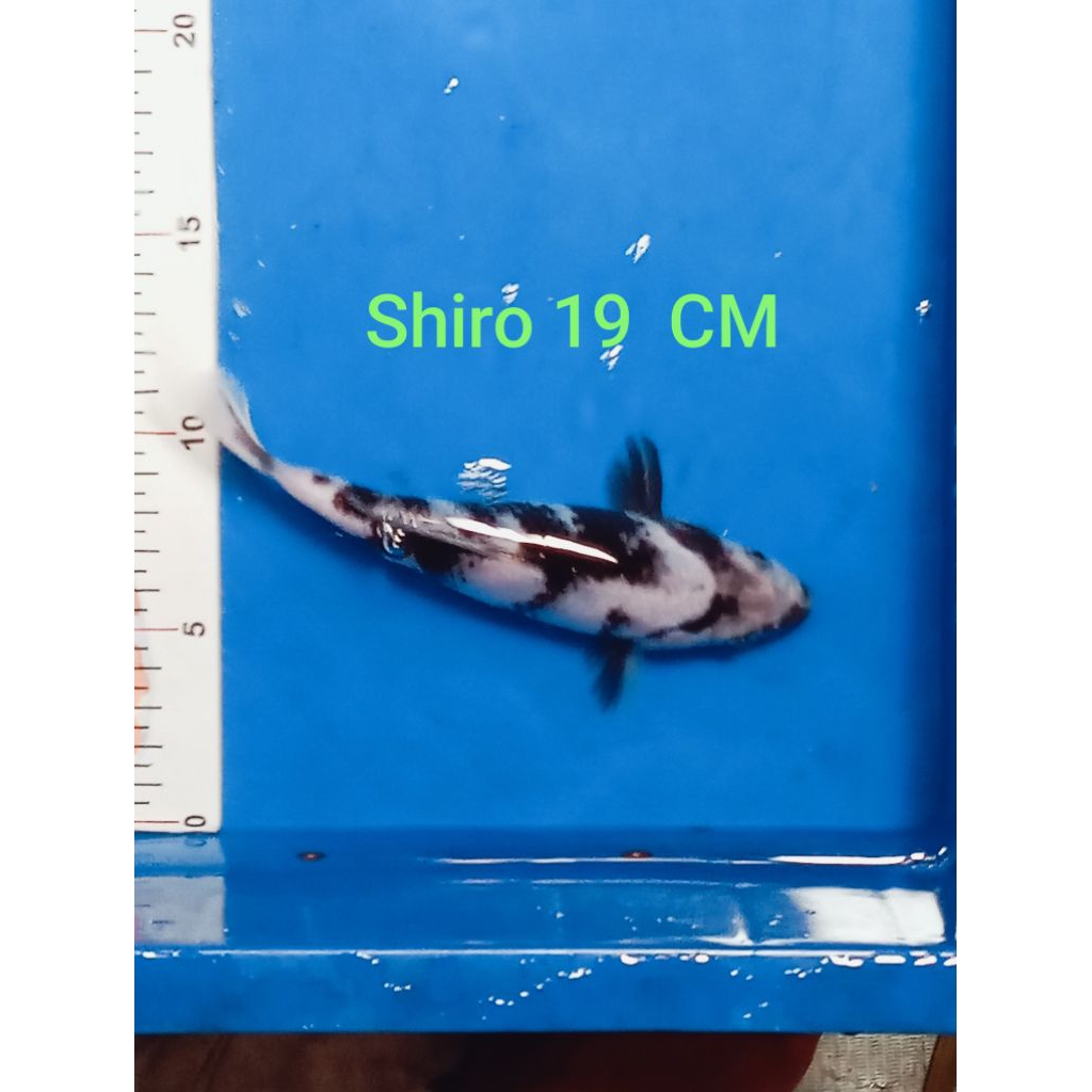 Ikan koi Blitar Jenis Shiro