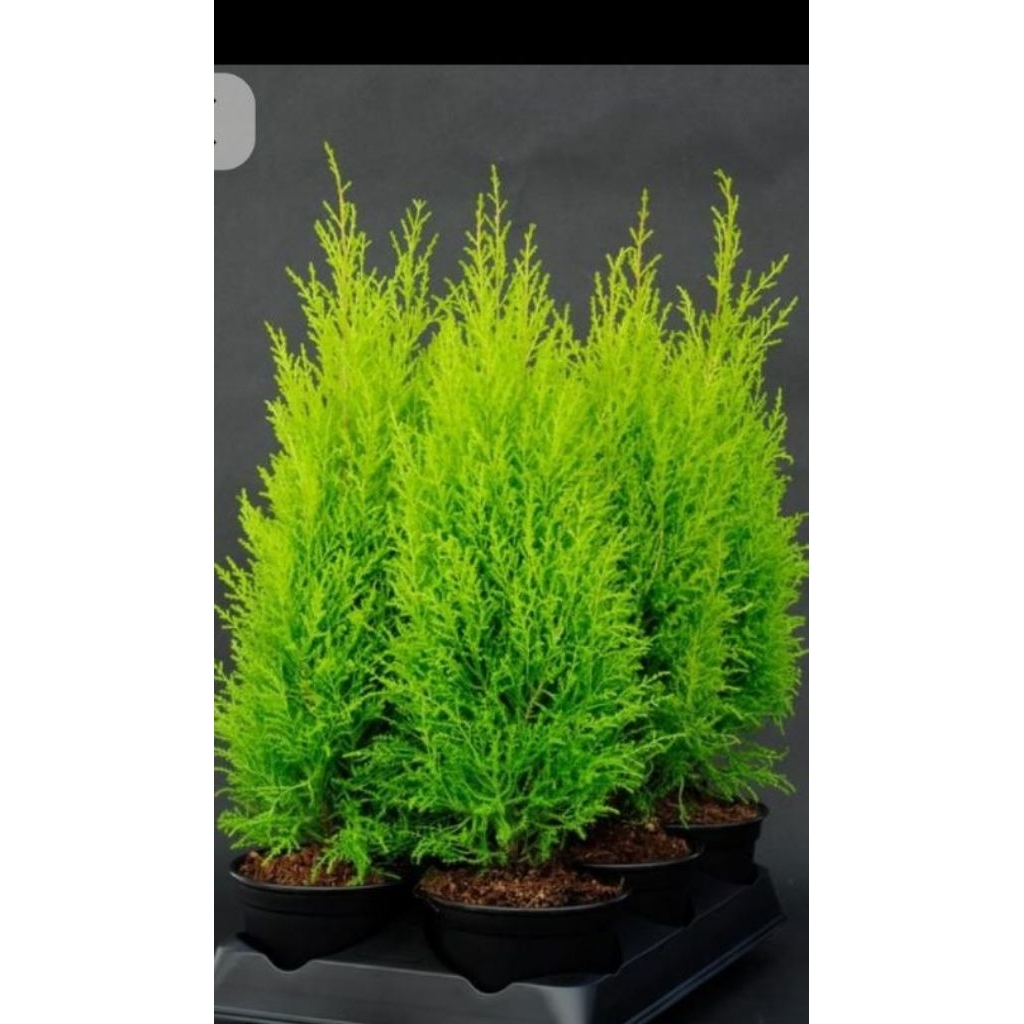 tanaman pohon cemara rentes