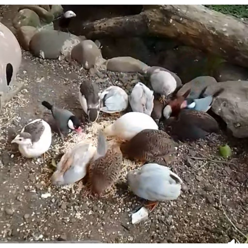 Puyuh hias Mini Aviary hiasan taman