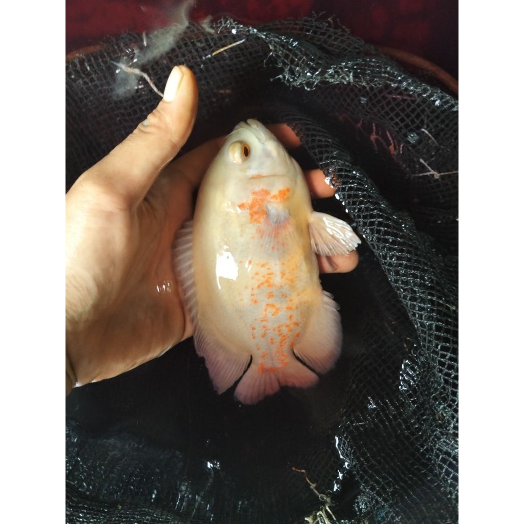 ikan Oscar black tiger/ Oscar albino ukuran 4-5 jari