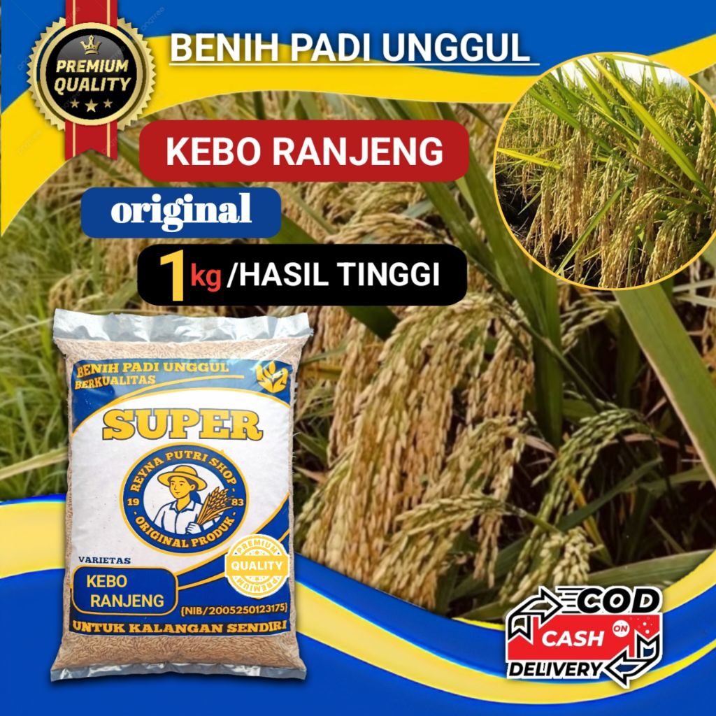 benih padi kebo ranjeng (bojeng) original 1kg