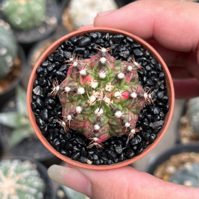 Kaktus gymno T-lux Variegata