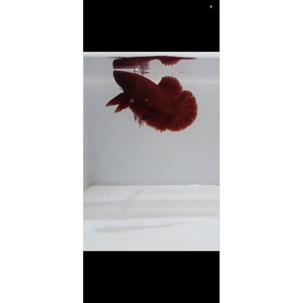 Ikan Cupang Plakat Super Red Jantan - Warna Merah Solid, Bentuk Ekor Indah, Ukuran Medium