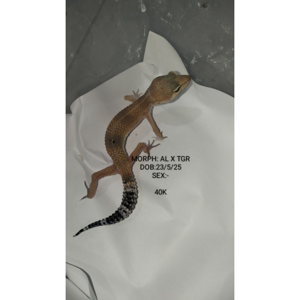 Gecko Aksesoris Hewan peliharaan Asli Bisa Pilih